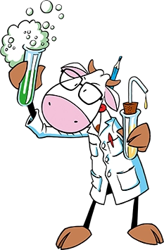 vache